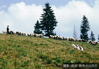 移牧における夏山での羊と羊飼い